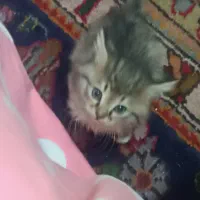 گربه