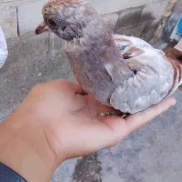 کبوتر