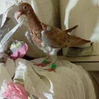 2عدد هفت‌رنگ نر