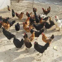 فروش مرغ تخمگذار جوان