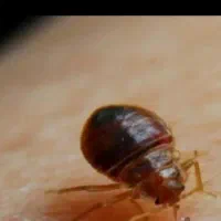 سمپاشی سم پاشی ساس سوسک کنه فقط فقط با یک جلسه|خدمات نظافت|مشهد, اروند|دیوار