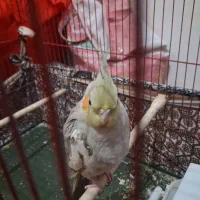 عروس هلندی نر