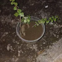 گیاه
