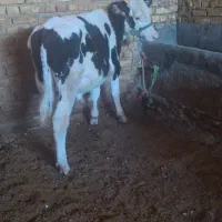 گوساله نر سمینتال گاو|حیوانات مزرعه|گلپایگان, |دیوار