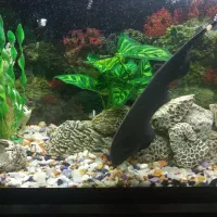 ماهی اکواریوم|ماهی|پاکدشت, پاکدشت (مامازند)|دیوار