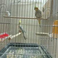 عروس هلندی|پرنده|بروجرد, |دیوار