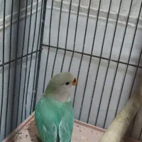 طوطی برزیلی|پرنده|رباط‌کریم, نصیرشهر|دیوار