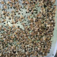 شغل‌خانگی‌پرورش‌حلزون کاردرمنزل خریدتخم وحلزون|استخدام بازاریابی و فروش|زاهدان, |دیوار