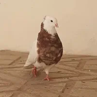 کبوتر طوقی سرور