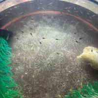 فروش بچه ماهی گوپی فوری فوری قیمت بسیار ارزان