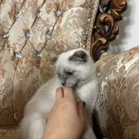 فروش گربه بیریتیش ماده