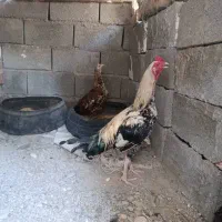 خروس