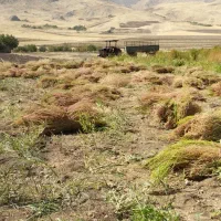 جارو شهرداری (فراشی)