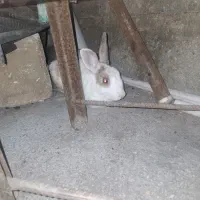 این خیلی بزرگ