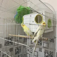 عروس هلندی