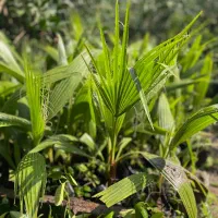 پالم تنه قرمز نایلکس|گل و گیاه طبیعی|بابل, |دیوار