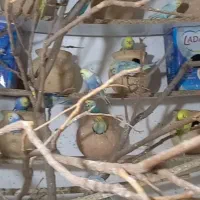 مرغ عشق رنگین کمانی