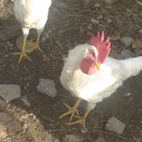 خروس
