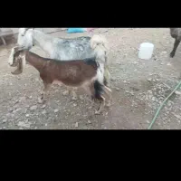 دو عدد بز جوان دورگ عالی