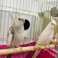 سه جفت عروس مولد معاوضه با لپ تاپ
