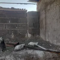 کبوتر خوب و سرحال|پرنده|بافت, |دیوار