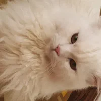 نر هیمالین جفت گیری