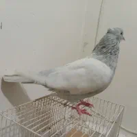 سینه سبز|حیوانات|قوچان, |دیوار