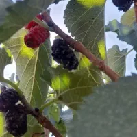 باغ-میوه-وخونه-باغ-مجوزدارفنس-کشی-شده