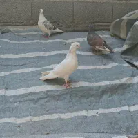 کبوتر|پرنده|کلاردشت, |دیوار