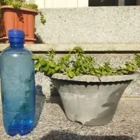 فروش گل|حراج|کازرون, |دیوار