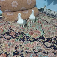 شامی افغان