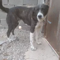 سگ قهدریجانی واگذاری نگهبان جانواری دهن پاک