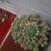 کاکتوس زیبا
