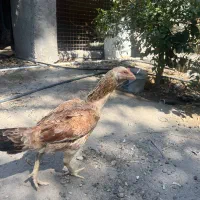 مرغ لاری