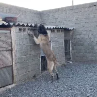 واگذاری پژدر ۱۱ماهه|سگ|بوکان, |دیوار