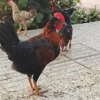 خروس جوان