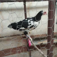 فروش مرغ وخروس گلین