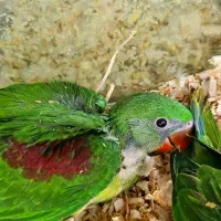 جوجه شاه طوطی سرلاکی