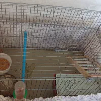 مرغ عشق نر|پرنده|کرمانشاه, |دیوار