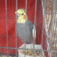 جفت عروس هلندی تخم گزار