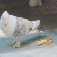 کبوتر موشی نژاد دار