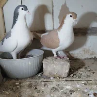 چپ موشکی نر شاستی دار درشت ذات هفترنگ فقط چپ فروشی