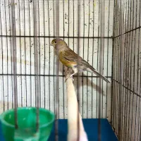 فروش ۳ عدد  قناری ماده