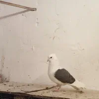 نر دوکت گمشده