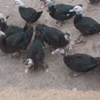 مرغابی شوروی|حیوانات مزرعه|شوط, |دیوار