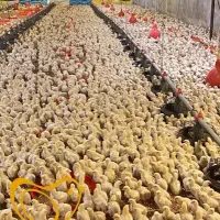 تلفات مرغ گوشتی تازه