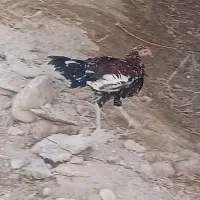 جوجه خروس چابهاری|حیوانات مزرعه|رویدر, |دیوار