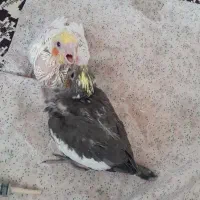 عروس هلندی سرلاکی