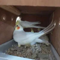 جفت عروس هلندی سخنگو