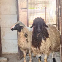 ۴۰راس میش درجه یک دندون سالم جوان داشتی